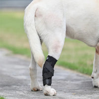 Dog Knee Recovery Kit
